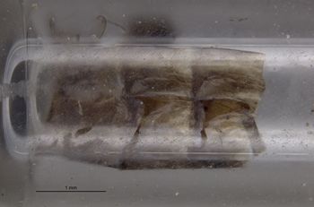 Media type: image;   Entomology 11222 Aspect: genitalia